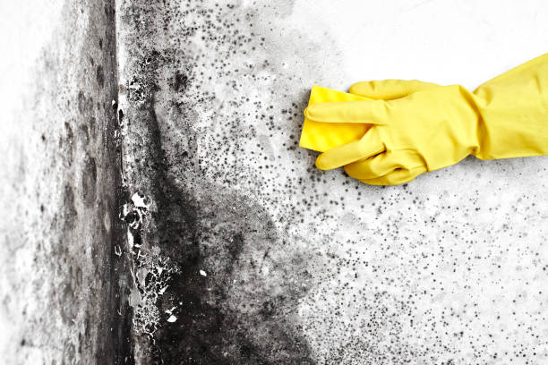 Best White Mold Remediation in Masonville, KY