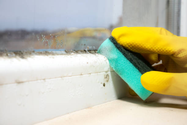 Best Attic Mold Remediation in Masonville, KY