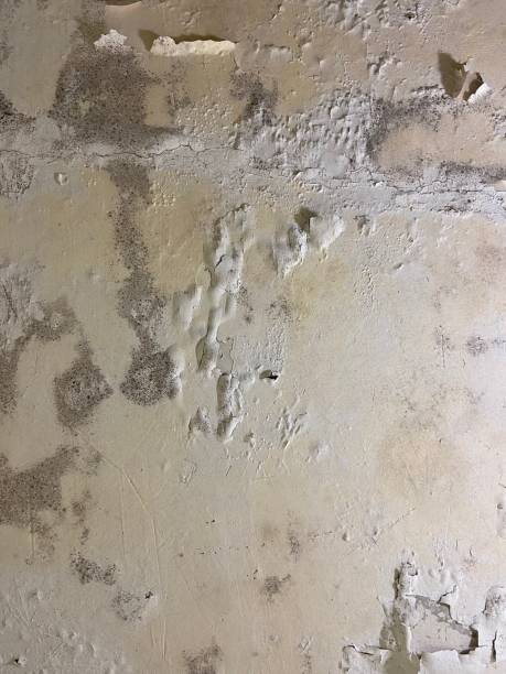 Best Crawl Space Mold Remediation in Masonville, KY
